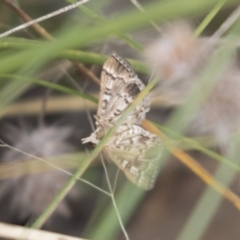 Nacoleia rhoeoalis (A Crambid moth (Spilomelinae) at Hawker, ACT - 16 Mar 2021 by AlisonMilton