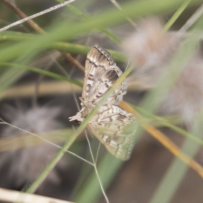 Nacoleia rhoeoalis (A Crambid moth (Spilomelinae) at Hawker, ACT - 16 Mar 2021 by AlisonMilton