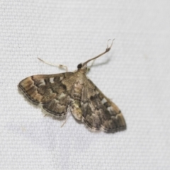 Nacoleia rhoeoalis (A Crambid moth (Spilomelinae) at Downer, ACT - 8 Apr 2019 by AlisonMilton