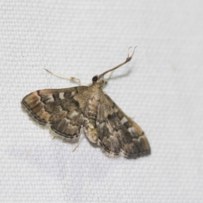 Nacoleia rhoeoalis (A Crambid moth (Spilomelinae) at Downer, ACT - 8 Apr 2019 by AlisonMilton