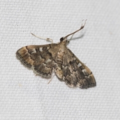 Nacoleia rhoeoalis at Downer, ACT - 8 Apr 2019