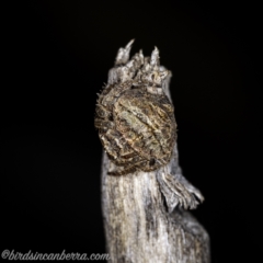 Dolophones conifera (Wrap-around spider) at Hughes, ACT - 13 Jan 2021 by BIrdsinCanberra