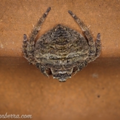 Dolophones conifera at Hughes, ACT - 13 Jan 2021 07:25 AM