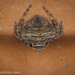 Dolophones conifera at Hughes, ACT - 13 Jan 2021 07:25 AM