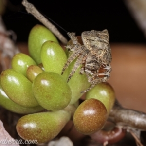 Dolophones conifera at Hughes, ACT - 13 Jan 2021 07:25 AM