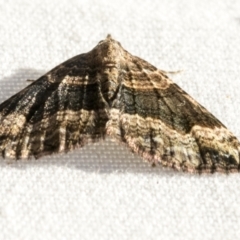Epyaxa subidaria (Subidaria Moth) at Higgins, ACT - 1 Mar 2021 by AlisonMilton
