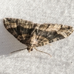 Epyaxa subidaria at Higgins, ACT - 1 Mar 2021 05:20 PM