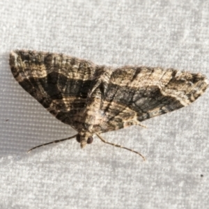 Epyaxa subidaria at Higgins, ACT - 1 Mar 2021 05:20 PM