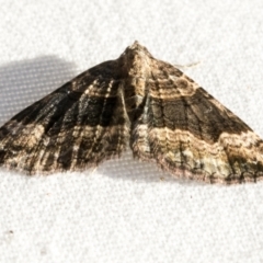 Epyaxa subidaria at Higgins, ACT - 1 Mar 2021