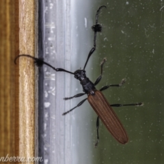 Tropis paradoxa (Longicorn beetle) at Hughes, ACT - 7 Nov 2020 by BIrdsinCanberra