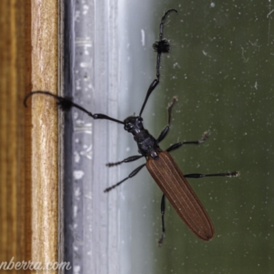 Tropis paradoxa (Longicorn beetle) at Hughes, ACT - 7 Nov 2020 by JonSteinbeck