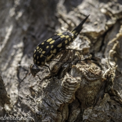 Mordella dumbrelli (Dumbrell's Pintail Beetle) at Hughes, ACT - 29 Nov 2020 by JonSteinbeck
