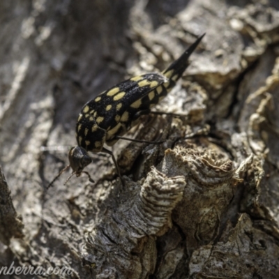 Mordella dumbrelli (Dumbrell's Pintail Beetle) at Hughes, ACT - 28 Nov 2020 by BIrdsinCanberra