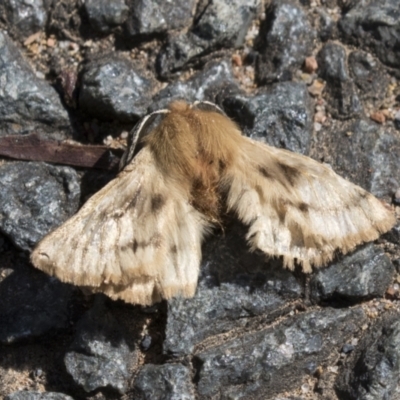 Pterolocera undescribed species (Unidentified Grass anthelid moth) at Hawker, ACT - 15 Mar 2021 by AlisonMilton