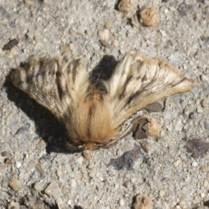 Pterolocera undescribed species at Hawker, ACT - 15 Mar 2021 02:11 PM