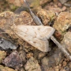 Achyra affinitalis (Cotton Web Spinner, Pyraustinae) at Hawker, ACT - 16 Mar 2021 by AlisonMilton