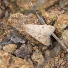 Achyra affinitalis at Hawker, ACT - 16 Mar 2021 08:44 AM