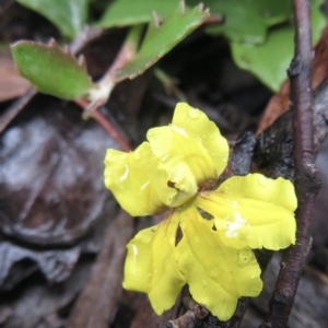 Goodenia hederacea at Kowen, ACT - 21 Mar 2021 01:57 PM