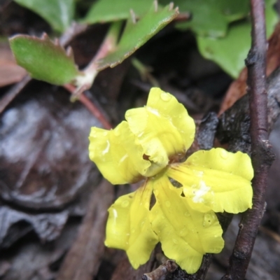 Goodenia hederacea (Ivy Goodenia) at Kowen, ACT - 21 Mar 2021 by RobParnell