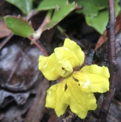Goodenia hederacea (Ivy Goodenia) at Molonglo Gorge - 21 Mar 2021 by RobParnell