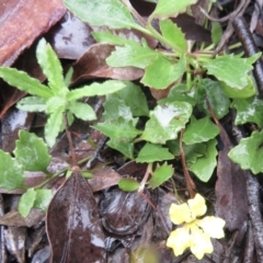 Goodenia hederacea at Kowen, ACT - 21 Mar 2021 01:57 PM