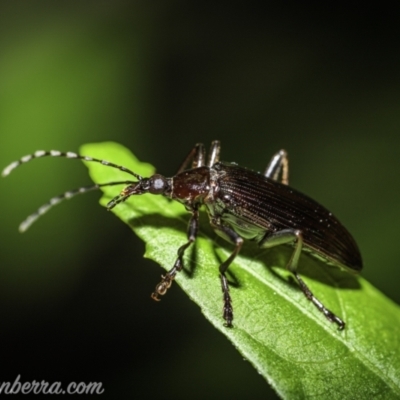 Tanychilus sp. (genus) (Comb-clawed beetle) at Hughes, ACT - 8 Dec 2020 by BIrdsinCanberra