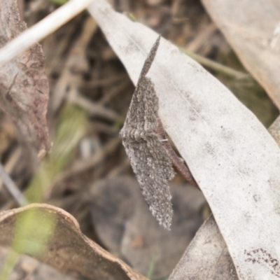 Geometridae (family) ADULT at Hawker, ACT - 15 Mar 2021 by AlisonMilton