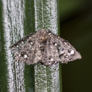 Lepidoptera unclassified ADULT moth at Acton, ACT - 16 Mar 2021