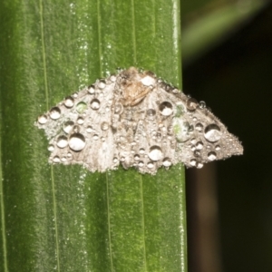 Lepidoptera unclassified ADULT moth at Acton, ACT - 16 Mar 2021