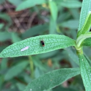 Platypezidae (family) at Murrumbateman, NSW - 21 Mar 2021