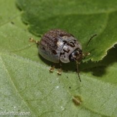 Paropsisterna m-fuscum (Eucalyptus Leaf Beetle) at Hughes, ACT - 31 Dec 2020 by JonSteinbeck