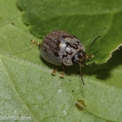 Paropsisterna m-fuscum (Eucalyptus Leaf Beetle) at Hughes, ACT - 30 Dec 2020 by BIrdsinCanberra