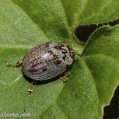 Paropsisterna m-fuscum at Hughes, ACT - 31 Dec 2020