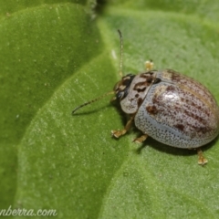 Paropsisterna m-fuscum at Hughes, ACT - 31 Dec 2020