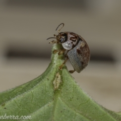 Paropsisterna m-fuscum at Hughes, ACT - 31 Dec 2020