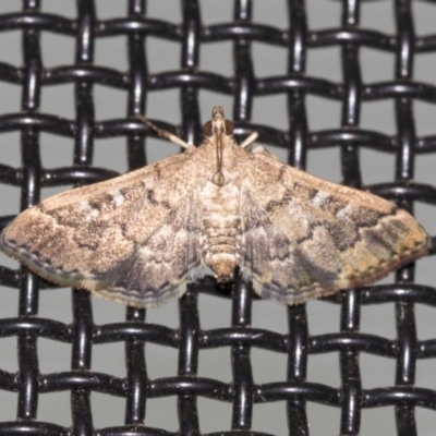 Nacoleia rhoeoalis (A Crambid moth (Spilomelinae) at Higgins, ACT - 18 Mar 2021 by AlisonMilton