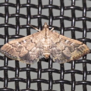 Nacoleia rhoeoalis at Higgins, ACT - 18 Mar 2021