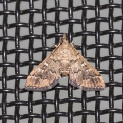 Nacoleia rhoeoalis at Higgins, ACT - 18 Mar 2021