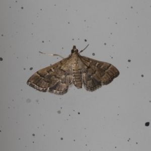 Nacoleia rhoeoalis at Higgins, ACT - 18 Mar 2021 10:30 PM