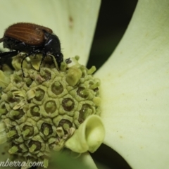 Phyllotocus kingii (Nectar scarab) at Hughes, ACT - 28 Nov 2020 by BIrdsinCanberra