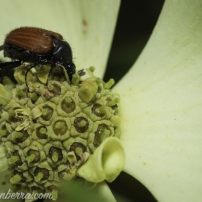 Phyllotocus kingii (Nectar scarab) at Hughes, ACT - 28 Nov 2020 by BIrdsinCanberra