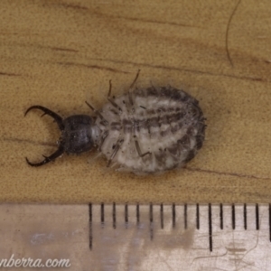 Myrmeleontidae (family) at Hughes, ACT - 7 Nov 2020