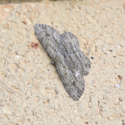 Ectropis excursaria (Common Bark Moth) at Higgins, ACT - 6 Apr 2020 by AlisonMilton