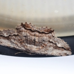 Scioglyptis lyciaria (White-patch Bark Moth) at Higgins, ACT - 6 Apr 2020 by AlisonMilton