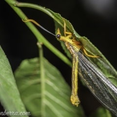 Nymphes myrmeleonoides (Blue eyes lacewing) at Hughes, ACT - 19 Dec 2020 by JonSteinbeck