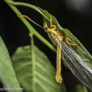 Nymphes myrmeleonoides at Hughes, ACT - 19 Dec 2020