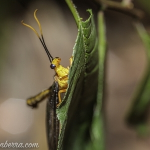 Nymphes myrmeleonoides at Hughes, ACT - 19 Dec 2020