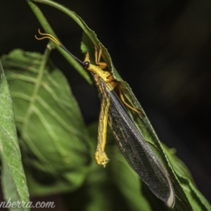 Nymphes myrmeleonoides at Hughes, ACT - 19 Dec 2020