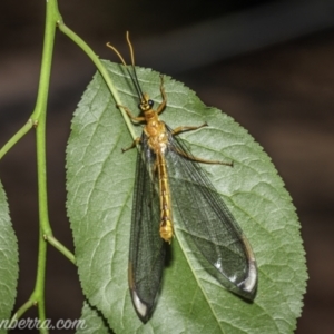 Nymphes myrmeleonoides at Hughes, ACT - 19 Dec 2020