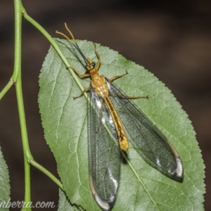 Nymphes myrmeleonoides at Hughes, ACT - 19 Dec 2020